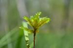 Bäumchen-Leitermoos - Climacium dendroides