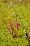 Langblättriger Sonnentau - Drosera anglica