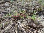 : - Halogeton glomeratus