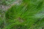 Faden-Binse - Juncus filiformis