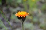 Orangerotes Habichtskraut - Pilosella aurantiaca