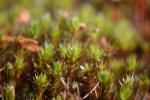 Glashaar-Widertonmoos - Polytrichum piliferum