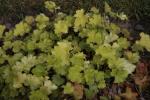 Schaumblüte - Tiarella cordifolia