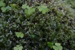 Punktiertes Wurzelsternmoos - Rhizomnium punctatum