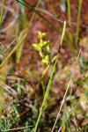Blumenbinsen - Scheuchzeria palustris