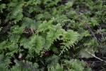 Tamarisken-Thujamoos - Thuidium tamariscinum