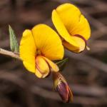 : - Bossiaea cinerea