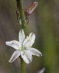: - Caesia parviflora var. parviflora