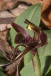 : - Chiloglottis triceratops