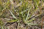 : - Ehrharta tasmanica