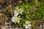 : - Erigeron tasmanicus