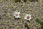 : - Ewartia meredithae