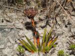 : - Haemodorum distichophyllum
