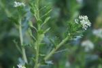 : - Lepidium foliosum