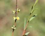 : - Pimelea pauciflora