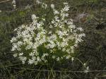 : - Wurmbea dioica
