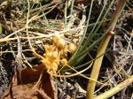 : - Cuscuta sandwichiana
