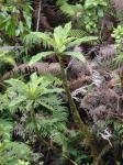 : - Cyanea macrostegia
