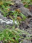 : - Cyperus phleoides