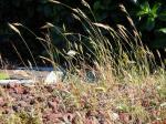 Weiche Trespe-Bromus hordeaceus