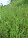 : - Digitaria abyssinica