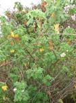 : - Dombeya pulchra