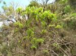 : - Dubautia plantaginea subsp. plantaginea