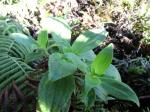 : - Dubautia plantaginea