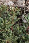 Purpurblütiger Felberich - Lysimachia atropurpurea
