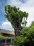 Oleander-Wolfsmilch - Euphorbia neriifolia