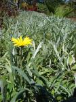 : - Gazania rigens var. leucolaena