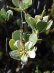 :-Geranium cuneatum subsp. tridens