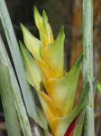 : - Heliconia caribaea