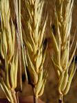 : - Elymus virginicus