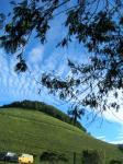 : - Leucaena diversifolia