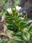 : - Lysimachia mauritiana
