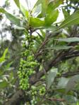 Wachs-Gagel - Morella cerifera