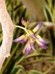 : - Mucuna nigricans