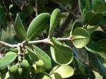 : - Noronhia emarginata
