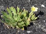 : - Oenothera laciniata