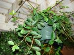 :-Peperomia dahlstedtii