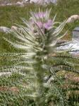 : - Cirsium scariosum