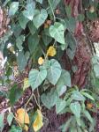 Philodendron scandes brazil - Philodendron cordatum