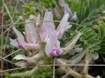 : - Astragalus crassicarpus