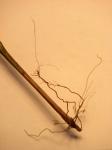 : - Rhynchospora chinensis subsp. spiciformis