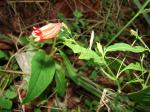 : - Ruellia brevifolia