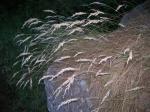 : - Rytidosperma pilosum