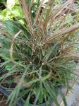 Neukaledonische Strahlenaralie - Schefflera elegantissima