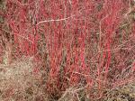 Seidiger Hartriegel - Cornus sericea