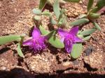 : - Sesuvium verrucosum